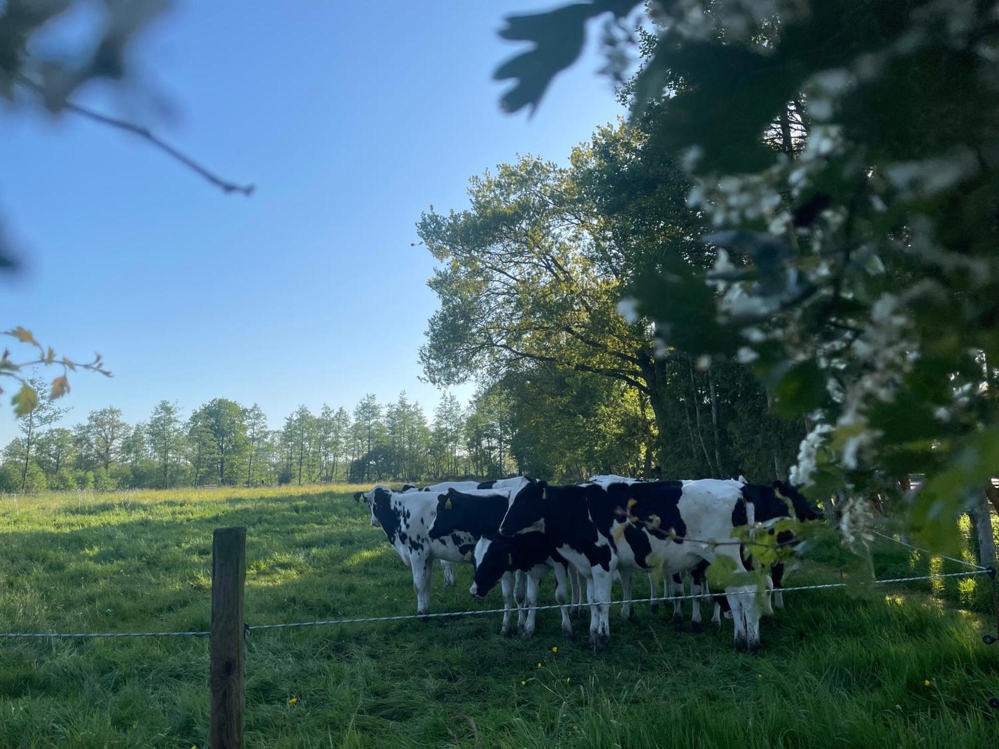 B&B 'T Landschap Boelenslaan Eksteriør bilde